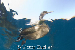 california cormorant by Victor Zucker 